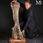 De wollige mammoet – een reus uit de ijstijd. Fossiele, Verzamelen, Mineralen en Fossielen