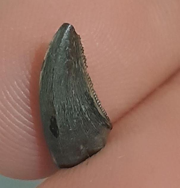 Dinosaurus - Fossiele tand - Saurornitholestes langstoni, Collections, Minéraux & Fossiles