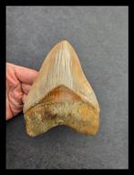 Megalodon - Fossiele tanden - 145 mm - 110 mm, Verzamelen, Mineralen en Fossielen