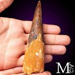 Spinosaurus fossiel tand – Krijt-tijd roofdier - Fossiele, Collections