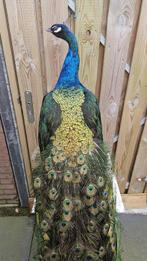 Blauw vleugel pauw Taxidermie volledige montage - Pavo, Verzamelen, Nieuw
