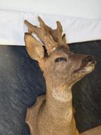 Ree Taxidermie volledige montage - Capreolus capreolus - 60