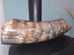 Wolharige mammoet - Gefossiliseerde slagtand - 60 cm - 16 cm