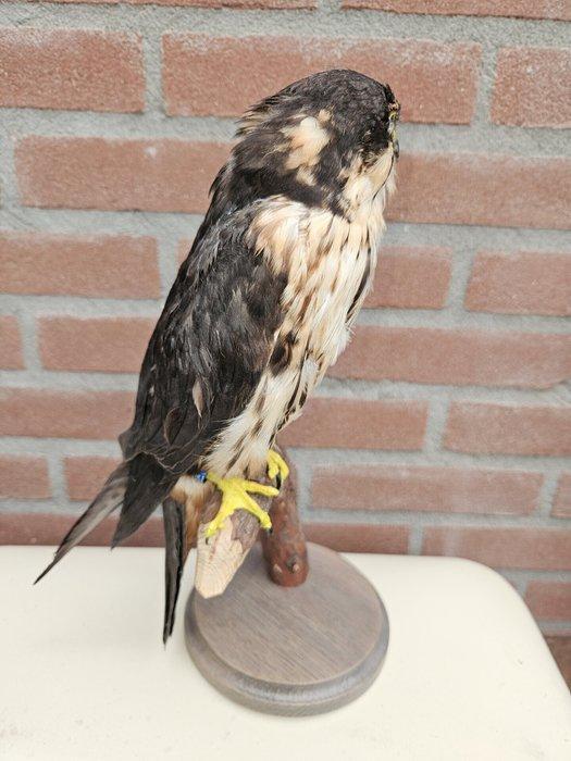 Boomvalk ( vrouw ) Taxidermie volledige montage - Falco, Collections, Collections Animaux