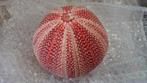 Zeeegel Giant RED 10-12 cm. per stuk, Nieuw