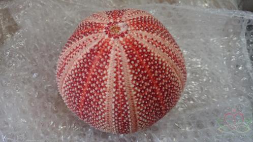 Zeeegel Giant RED 10-12 cm. per stuk, Hobby en Vrije tijd, Knutselen, Nieuw