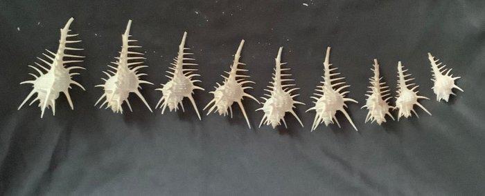 MUREX FOSSILES – Couronnes des abysses (set van 9) Zeeschelp, Antiek en Kunst, Curiosa en Brocante