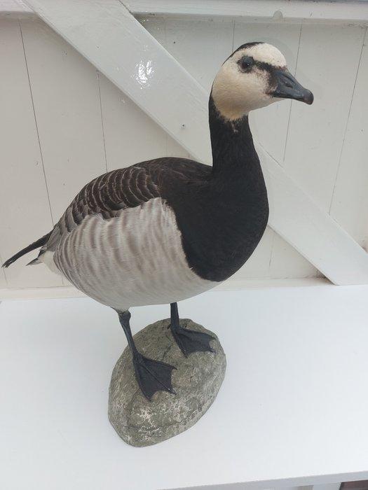 Canadese gans Taxidermie volledige montage - Branta, Verzamelen, Dierenverzamelingen