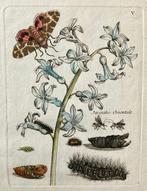 Maria Sibylla Merian (1647–1717) - Giacinto e Falena tigre