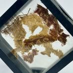 Égypte ancienne tissu Fragment de textile copte / égyptien, Antiek en Kunst