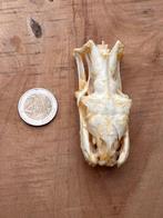 Serpent Support de corps entier pour taxidermie -