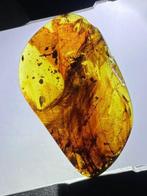 Ambre - feather in amber - 31.3 mm - 18.9 mm