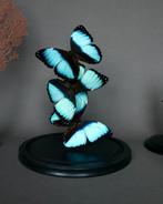 Vlinder Taxidermie volledige montage - Morpho achilles - 29, Verzamelen, Nieuw