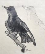 F. P. K. - Vogelstudien, 8 Original-Zeichnungen / Bird, Antiquités & Art, Antiquités | Livres & Manuscrits