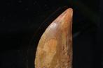 Zeer scherpe Afrikaanse T-Rex - Fossiele tand -
