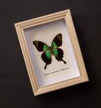 Vlinder Taxidermie volledige montage - Papilio peranthus -, Verzamelen, Dierenverzamelingen, Nieuw