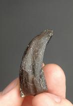 Dinosaurus - Fossiele tand - Camarasaurus, Verzamelen, Mineralen en Fossielen