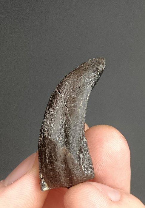 Dinosaurus - Fossiele tand - Camarasaurus, Verzamelen, Mineralen en Fossielen