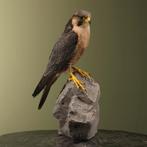 Slechtvalk Taxidermie Opgezette Dieren By Max, Verzamelen, Ophalen of Verzenden, Nieuw, Vogel, Opgezet dier
