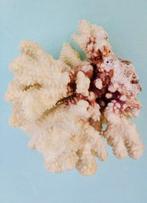 Corail blanc Koraal - Corail Acropora