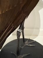 Hamerkop Taxidermie volledige montage - Scopus umbretta -, Verzamelen, Dierenverzamelingen, Nieuw