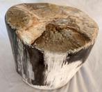 Versteend hout - Gefossiliseerd hout - diptocarpus - 18 cm -