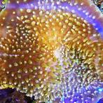 Amplexidiscus fenestrafer (Olifantsoor) S, Dieren en Toebehoren, Vissen | Aquariumvissen