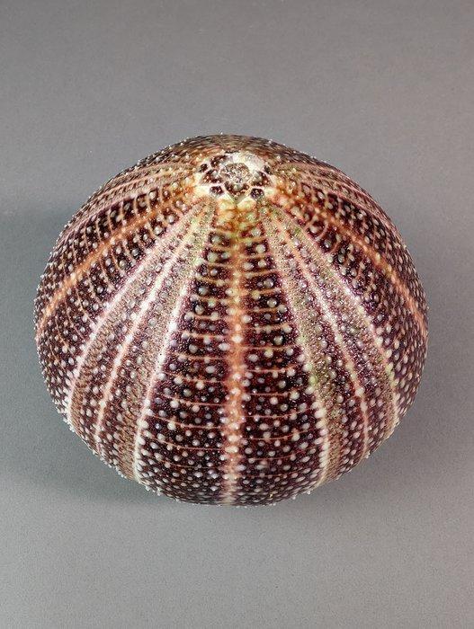 Extra grote zee-egel specimen (Ø~13cm) Zeeschelp -, Verzamelen, Dierenverzamelingen