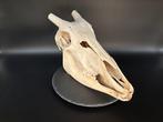 Oryx gazelle Crâne - Oryx gazella - skull + horns - 23 cm -, Collections, Collections Animaux