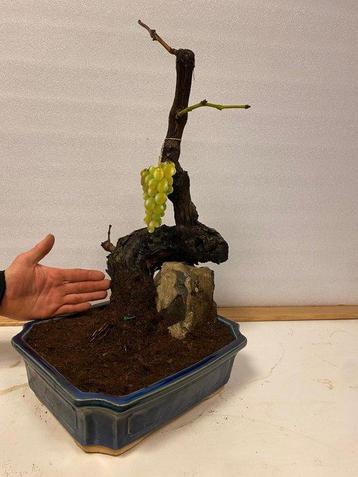 vitis vinifera (raisin) - Hauteur (arbre) : 56 cm -