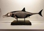 REPLIQUE - Squelette reconstruit - Ichthyosaurus communis -, Collections