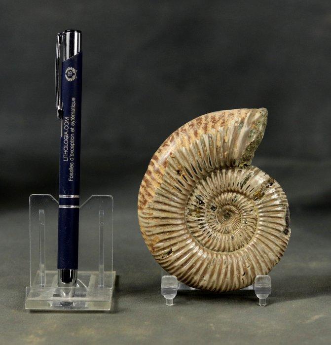 Mooie ammoniet met een goede bewaring van beide zijden. -, Verzamelen, Mineralen en Fossielen