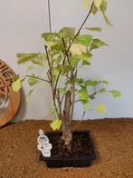 Ginkgo bonsai (Ginkgo biloba) - Hoogte (boom): 50 cm -
