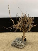 Osaka Bonsai Tree nr 15 - 34x13x43cm - aquascaping boom, Ophalen of Verzenden, Nieuw, Plant(en), Steen of Hout