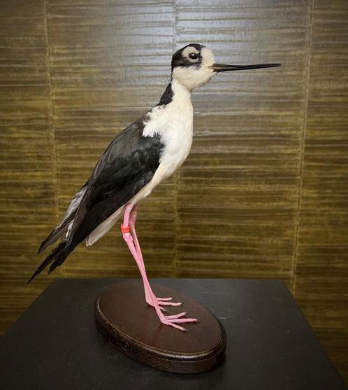 Mexicaanse Kluut Taxidermie Opgezette Dieren By Max, Verzamelen, Dierenverzamelingen, Opgezet dier, Nieuw, Vogel, Ophalen of Verzenden