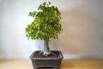 Drietand Esdoorn (Acer Buergerianum) - Hoogte (boom): 60 cm