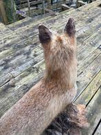 Vos Taxidermie volledige montage - Vulpes Vulpes - 80 cm -, Verzamelen, Dierenverzamelingen, Nieuw