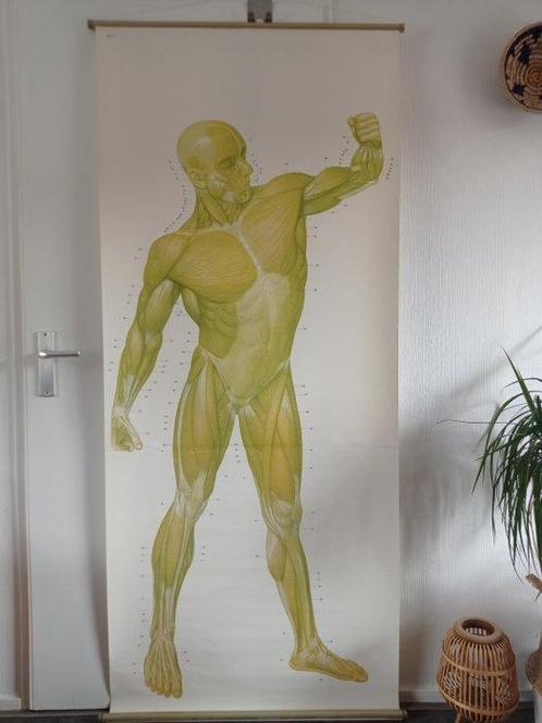 Carte scolaire - Antique human body wallchart The Muscles. -, Antiek en Kunst, Curiosa en Brocante