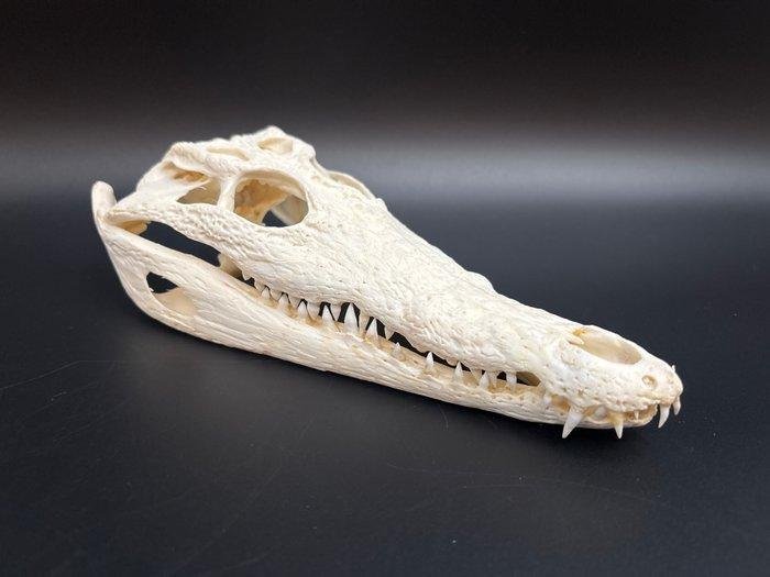 Nijlkrokodil Schedel van een reptiel - Crocodylus niloticus, Verzamelen, Dierenverzamelingen