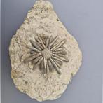 Zee-egel - Fossiel skelet - Balanocidaris glandifera - 245