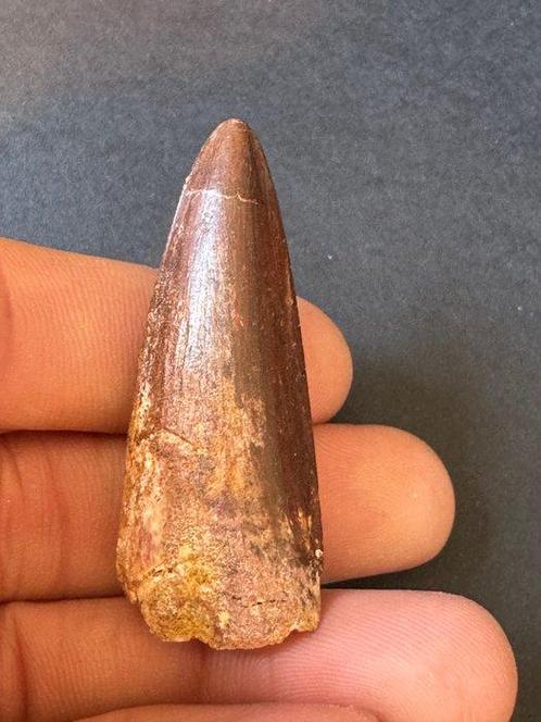 Spinosaurus - Fossiele tand  (Zonder Minimumprijs), Verzamelen, Mineralen en Fossielen