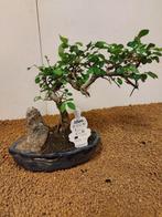 Japanese iep bonsai (Zelkova) - Hoogte (boom): 24 cm -