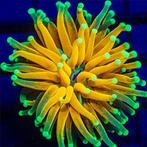 Euphyllia Glabrescens Tiger Torch (ULTRA) (1 kop), Dieren en Toebehoren