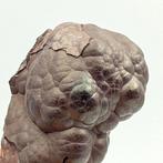 Zeldzaam ematiet mammellonair Bordeaux, VK Kristallen op