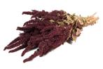 Amaranthus natural red  Kattenstaart