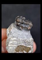 Trilobiet - Gefossiliseerd dier - Proetus Granulosus (Zonder