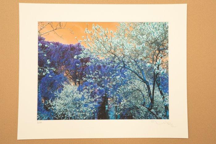 Viet Ha Tran - Nature and Seasons I, Antiek en Kunst, Kunst | Designobjecten