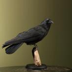 Kraai Taxidermie Opgezette Dieren By Max, Verzamelen, Dierenverzamelingen, Ophalen of Verzenden, Nieuw, Vogel, Opgezet dier