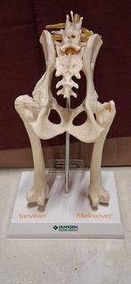 Anatomisch model (4) - Plastic, IJzer - 1990-2000