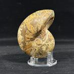 Prachtige fossiele schelp - Natuurlijke Nautiloïde -, Verzamelen, Mineralen en Fossielen
